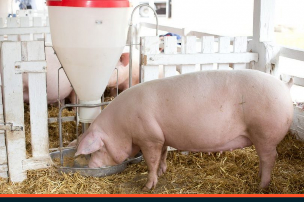 Peletização-entenda-a-importância-para a nutrição dos suínos